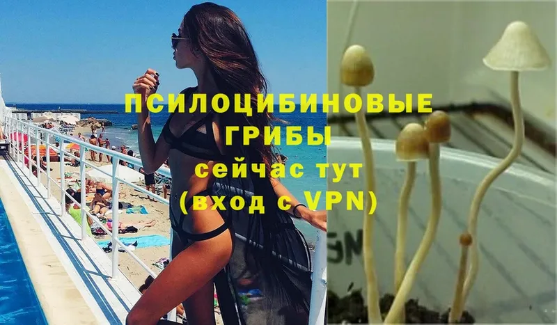 купить закладку  Кимовск  Псилоцибиновые грибы Psilocybine cubensis 